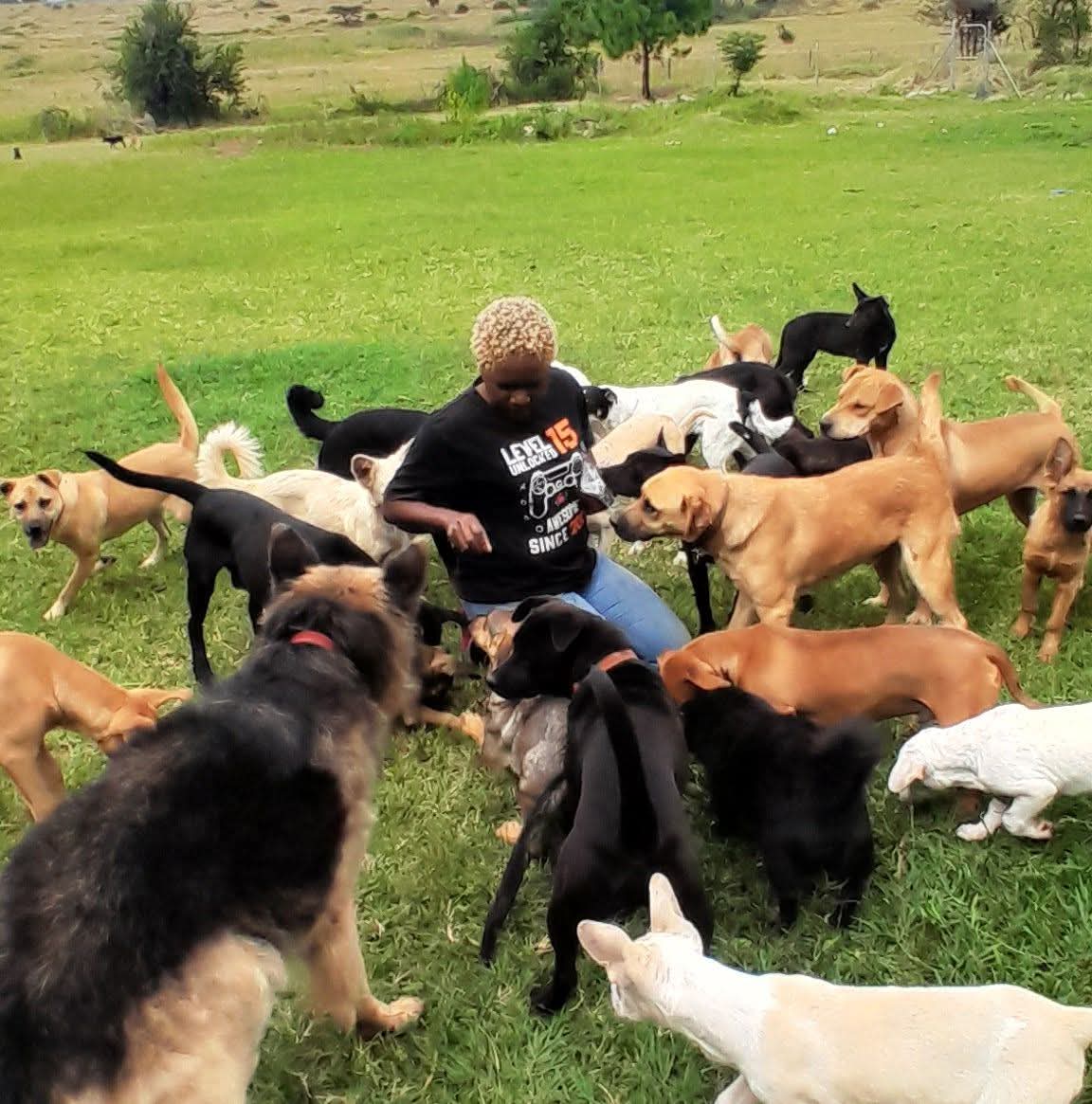 All In One Animal Rescue client preview